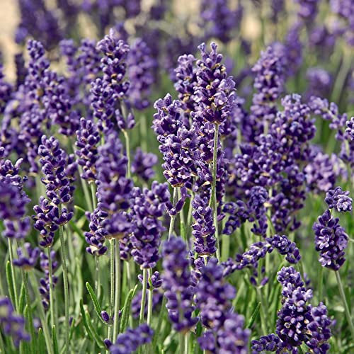 Hardy Shrub Lavender Hidcote Lavandula angustifolia English Lavender Scented Potted Garden Flowering Perennials 3X 9cm Potted Plants by Thompson and Morgan
