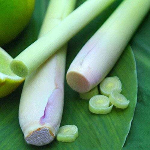 SwansGreen 400 Lemon Grass Seeds Herb Edible Lemongrass Kitchen Vegetable Seeds Medicinal Use