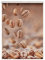Lichtblick Klemmfix Tageslicht-Rollo mit Motiv, ohne Bohren, Blickdicht, Seitenzugrollo, Made in Germany, Kaffee - Braun 70 cm x 150 cm (B x L)
