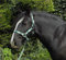 Rhinegold Carnival Headcollar & Rope Karnevals-Halfter und Seil, Grün (Green Check), Volle Größe