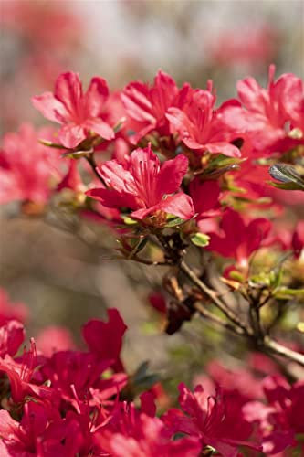 Rhododendron obtusum 'Hino-crimson' 20-25 cm - Azalee, leuchtend rote Blüten, Blütezeit April-Mai, ideal für Kübel und Rabatten, winterhart und pflegeleicht