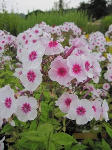 Phlox paniculata Swizzle - Flammenblume Swizzle Stückzahl Rabatt 20er-Paket