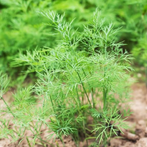 800 Pcs Fenchelsamen Bio - Fenchel Pflanze Samen, Kräutergarten Geschenk, Küchenkräuter Fenchelsamen Saatgut, Heilkräuter Samen, Gemüsesamen Balkon Balkon Gemüse, Kräutergarten Indoor