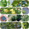 semi di mirtillo siberiano honeyberry, acquistare semi di alberi da frutto piante da frutto balcone bonsai piante in vaso resistenti all'esterno succulenti in vaso estremamente 150pcs