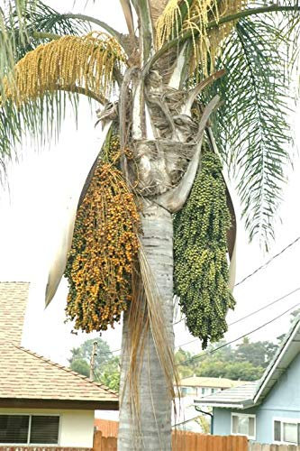 Genipap 5 semi di albero di palme regina