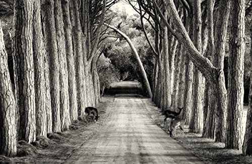 Papier Peint Photo INTISSÉ-FORÊT-450x280 cm-(6480AE)-Arbres d'automne Paysage Noir Blanc Art photographique Colle Inclus Mural Décor Motif Poster Géant Stickers Muraux Optique Moderne Fond Effet XXL