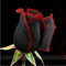 2016 neue 50 Schwarze und rote Rosen-Samen, seltene Farbe, reiches Aroma, DIY Hausgarten Rose Pflanze verrückt Promotion-S0098
