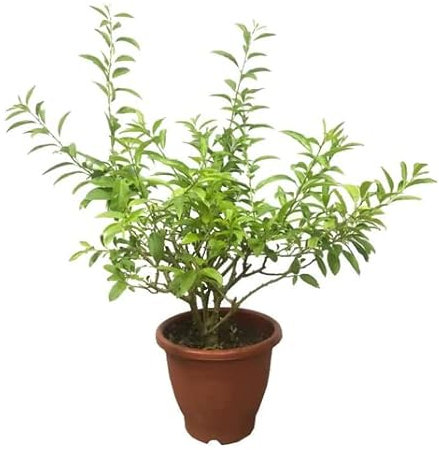 DECOALIVE Cestrum Nocturnum Planta Natural de Exterior Galán Noche