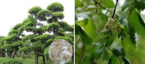 Stk - 10x Elm Baum Chinesischer Ulmus parvifolia Pflanzen - Samen A220 - Seeds & Plants Shop by Ipsa