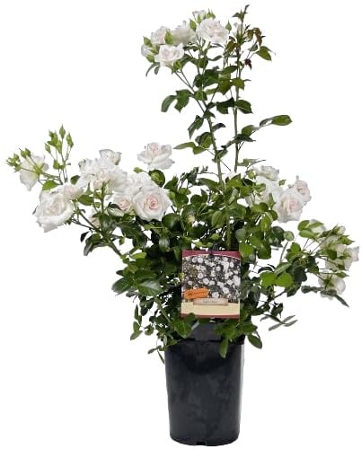 Rosal de Flor Grande Blanco Belleza Natural para tu Espacio al Aire Libre