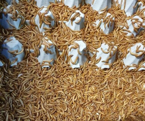 Mehlwürmer 250g im Netz SAHAWA Lebendfutter Vogelfutter Igelfutter Reptilien