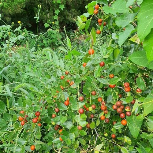 30 pcs jujube bio samen bäume kaufen nachhaltige geschenke für frauen bäume garten winterhart pflanze exotische früchte grünpflanzen winterfeste pflanzen für balkon frisches obst