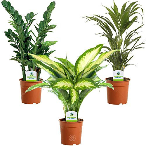 Assortiment de Plantes d'intérieur - 3 Plantes – Superbe Plantes Vivantes en pot pour la Maison ou le Bureau (Assortiment C)