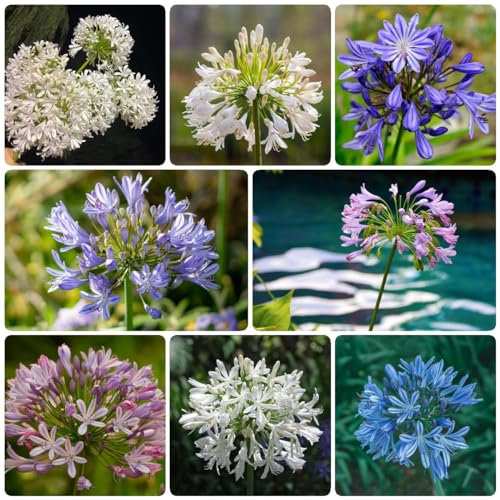 550 pcs agapanthus winterhart samen - pflanze bienenwiese saatgut,Agapanthus africanus,Schmucklilie kleines geschenk für frauen dekoration wohnzimmer bienen wiese balkonpflanzen winterhart