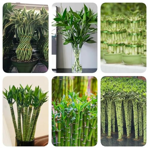 150 pcs Glücksbambus Samen gärtnern spezielle samen Dracaena sanderiana, bonsai bäumchen kaufen pflanzensamen, pflanzen garten bonsai baum tree topf pflanze gartenpflanzen winterhart