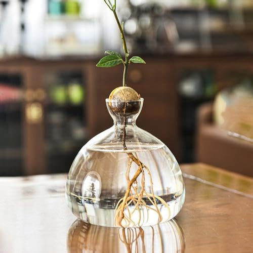 Mingchengheng Avocado Blumenvasen aus Glas - Aufzucht-Glas für Avocados und Kastanien - Avocado Keimglas, besonderes Garten Geschenk, Aufzuchtset für Kerne, Samen (Transparent, 14x14x4.5cm)