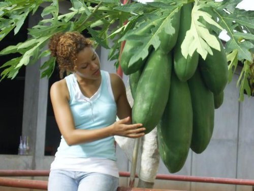 Melonenbaum, Papaya, Früchte aus dem eigenen Garten, Samen,schnellwüchsig, EXOT!