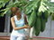 Melonenbaum, Papaya, Früchte aus dem eigenen Garten, Samen,schnellwüchsig, EXOT!
