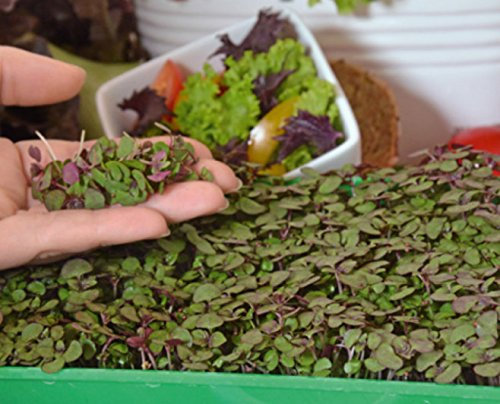 Microgreens - Perilla morada - hojas jóvenes con sabor excepcional; Perilla coreana - semilla