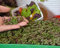 Microgreens - Perilla morada - hojas jóvenes con sabor excepcional; Perilla coreana - semilla