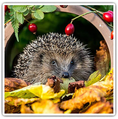 Quadratische Aufkleber, 10 cm, für Garten, Igel, Laptop, Tablet, Gepäck, Scrapbook, #13045