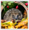 Quadratische Aufkleber, 10 cm, für Garten, Igel, Laptop, Tablet, Gepäck, Scrapbook, #13045
