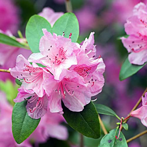 Saterkali Semi di rododendro, 50 Pz/borsa Semi di rododendro Facile da piantare Arbusto sempreverde a crescita rapida Fiore rosa Piantine di bonsai per Parterre Semi di rododendro