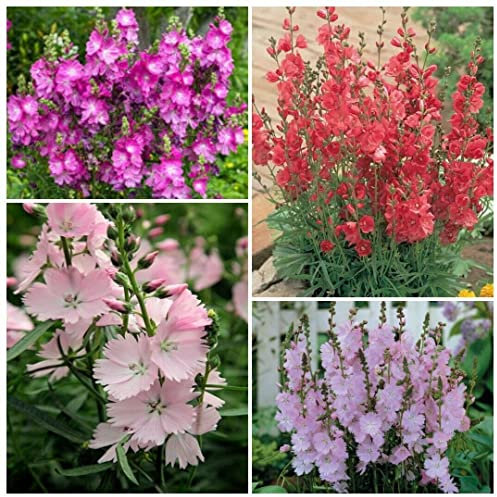 SIDALCEA-MISCHUNG (PRÄRIE-MALVE) 20 SAMEN, WARTENDE STAUDE