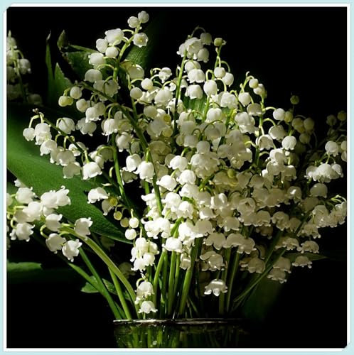Excellent Display/Wedding Flowers/Natural Organic/Lily of The Valley Bulbs for Planting/Good for Containers -3 Bulbs-A