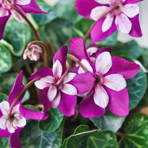 semi resistenti di ciclamino semi di bonsai per aiuole rialzate ciclamino fiori selvatici da balcone piante per luoghi soleggiati semi biologici per aiuola decorazione da giardino per 55pcs