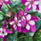 semi resistenti di ciclamino semi di bonsai per aiuole rialzate ciclamino fiori selvatici da balcone piante per luoghi soleggiati semi biologici per aiuola decorazione da giardino per 55pcs