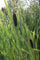 WASSERPFLANZEN WOLFF - fertig im PFLANZKORB - Typha latifolia - breitblättriger Rohrkolben - winterhart - Klärpflanze! - heimisch - durchwurzelte QUALITÄTSSTAUDE