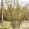 Gelbe Zaubernuss Hamamelis interm. 'Arnold Promise' winterblühende Gartenpflanze im Topf gewachsen