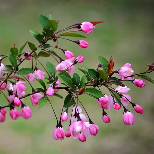 65 pcs begonien samen, kleines geschenk für frauen winterharte stauden mehrjährig bienenwiese saatgut begonie blumen deko bienenweide winterfeste pflanzen für balkon balkonpflanzen