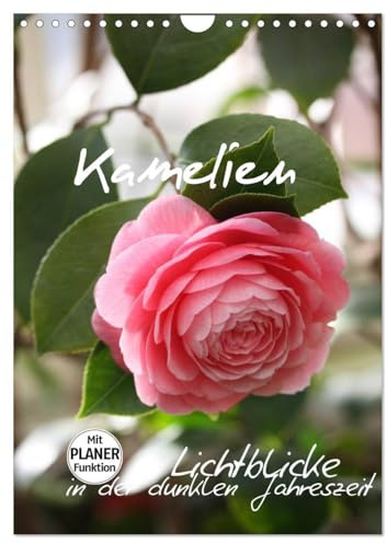 Kamelien Lichtblicke in der dunklen Jahreszeit (Wandkalender 2026 DIN A4 hoch), CALVENDO Monatskalender: Die Blütenpracht der Kamelien (CALVENDO Natur)