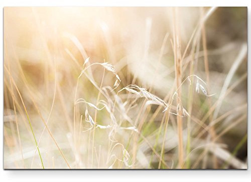 Paul Sinus Art Leinwandbilder | Bilder Leinwand 120x80cm Gras im Feld