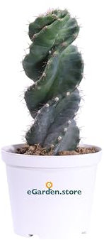 Pianta di Cereus Forbesi Spiralis pianta grassa pianta da esterno pianta da interno Cactus di Cereus Spirale pianta ornamentale pianta vera venduta da eGarden.store (Vaso 14 cm)
