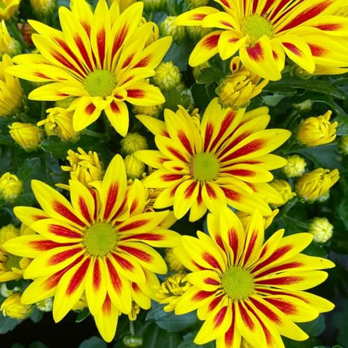 Chrysanthemen, Chrysanthemum indicum, 4er-Set, gestreift rot-gelb, Topf 14 cm Ø