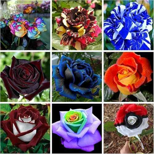 180 Semi DI ROSA in 9 Varietà RARE e RICCHE di COLORI:20 ROSA ARCOBALENO,20 ROSA NERA,20 ROSA SIMSALABIM,20 ROSA BLACK BACCARA',
