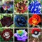 180 Semi DI ROSA in 9 Varietà RARE e RICCHE di COLORI:20 ROSA ARCOBALENO,20 ROSA NERA,20 ROSA SIMSALABIM,20 ROSA BLACK BACCARA',