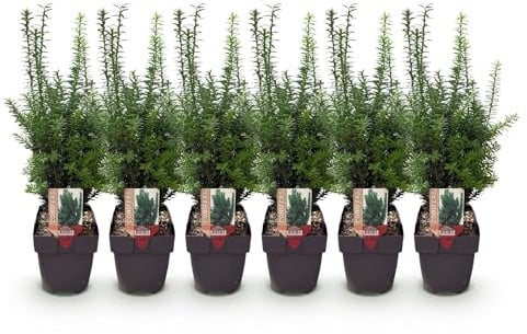 Taxus media Hillii – 6 Pflanzen für 1 Meter Hecke – Immergrün & winterhart – Eibe für dichte, schnittfeste Hecken – Ø17cm – Höhe ca. 60cm – Pflegeleicht