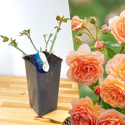 Hardy and Mature Vibrant Orange 'Sunshine' Shrub Rose in 2L Pot: Perfect for Creating Colorful Garden Borders, Hedging Walkways, and Trellises
