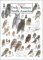 Earth Sky & Water Poster Sibley's Owls of Western North America