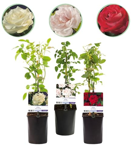 Kletterrose – Rosa Tricolour – Blüte Rosa-Weiß-Rot – 3 Pflanzen – Duftend – Geringer Pflegeaufwand – 11cm – Höhe ca. 40cm