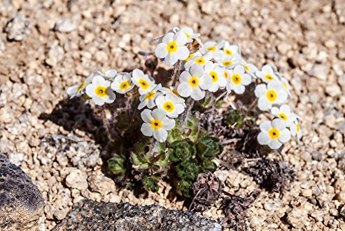 Androsace Carnea, Rock Jasmine Seeds - Hardy,Easy to Grow, Rare