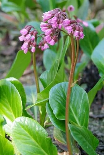 Bergenie – Bergenia cordifolia 'Herbstblüte' – 10-25cm – Ø9cm – 12 Pflanzen – immergrüner Bodendecker