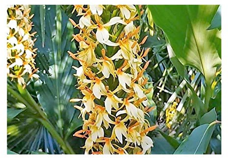 Stk - 5x Hedychium densiflorum Ingwer Staude Garten Pflanzen - Samen B2107 - Seeds & Plants Shop by Ipsa