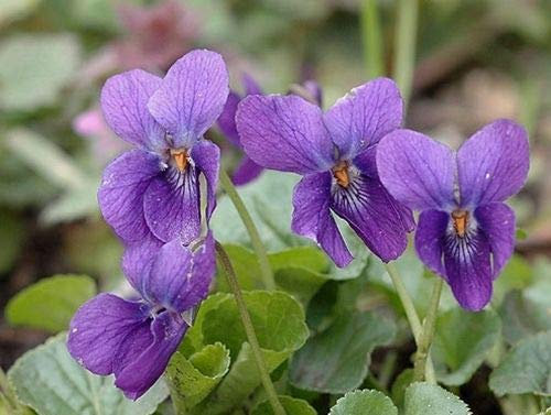 Portal Cool Viola odorata (Sweet Violet) - Lovely Little Wildflower - 25 Semi