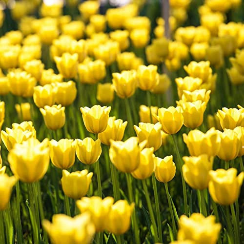 Bulbi Tulipani Da Fiore Perenni Resistenti All'Inverno Bulbi Ornamentali Decorazione Giardino Per Balcone Esterno Decorazione Floreale Piante In Vaso Resistenti 20 Bulbi Di Tulipano Giallo