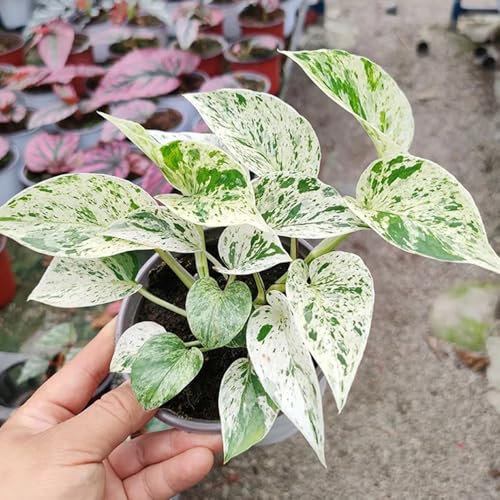 Semi di Pothos - piante da interno, piante in vaso Epipremnum aureo - piante resistenti all'inverno per balconi piante da appartamento piante da soggiorno piante verdi piante da 150pcs